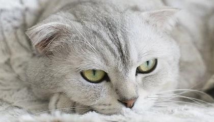 九游娱乐app官网-陈艺文再添国际赛金牌，陈艺文获得金牌